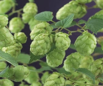 Hop (Humulus lupulus 'Target')