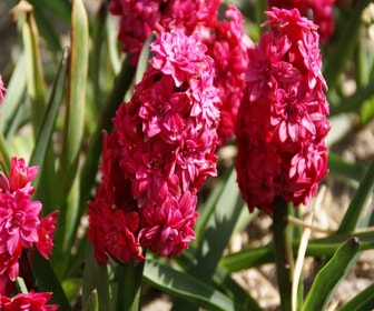 Hyazinthe (Hyacinthus orientalis 'Hollyhock')