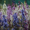Waldhyazinthe (Hyacinthoides hispanica mix)