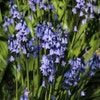 Waldhyazinthe (Hyacinthoides hispanica blau)