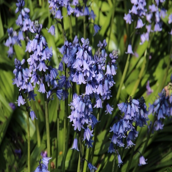 Hyacinthoides hispanica blauw (Boshyacinten)