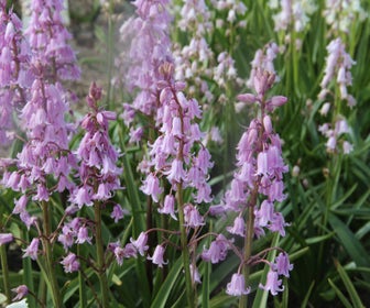Waldhyazinthe (Hyacinthoides 'hispanica roze')