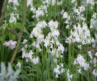 Waldhyazinthe (Hyacinthoides hispanica 'Alba Maxima')