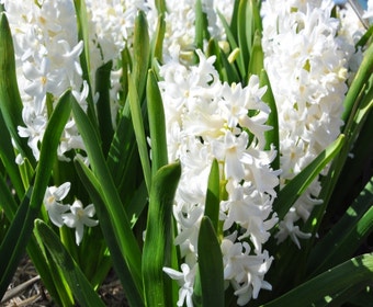 Hyazinthe (Hyacinthus orientalis 'Aiolos'')
