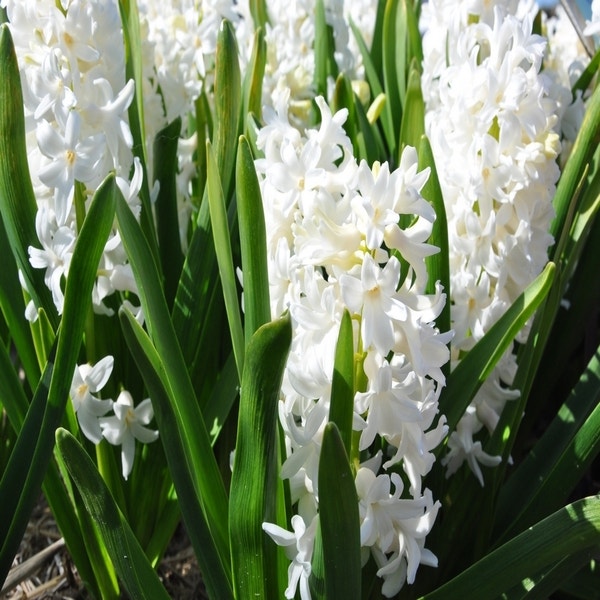 Hyacinthus orientalis 'Aiolos' (Hyacinth wit)