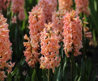 Hyazinthe (Hyacinthus 'Gipsy Queen')