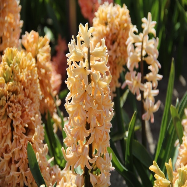 Hyazinthe (Hyacinthus 'Odysseus')