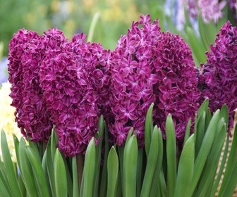 Hyazinthe (Hyacinthus 'Woodstock')