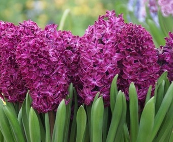 Hyazinthe (Hyacinthus 'Woodstock')