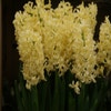 Hyazinthe (Hyacinthus 'Yellow Queen')