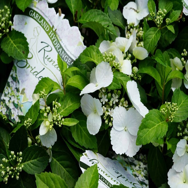 Hortensie (Hydrangea hybr. 'Runaway Bride')
