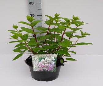 Rispenhortensie (Hydrangea paniculata 'Angels Blush')