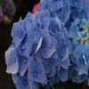 Ballhortensie (Hydrangea macrophylla 'Early Blue')