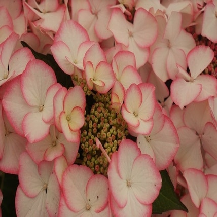 Hortensia (Hydrangea macrophylla 'Charme')