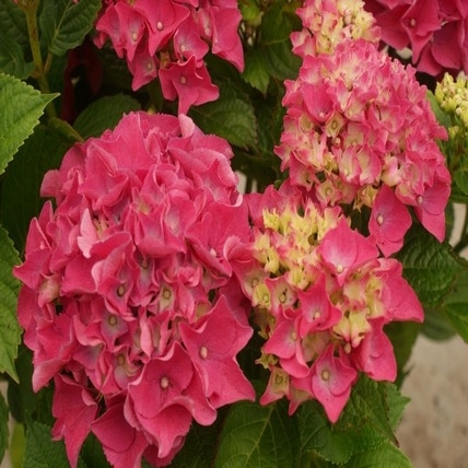 Hortensia (Hydrangea macrophylla 'Early Pink')