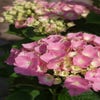 Hortensie rosa (Hydrangea 'Forever&Ever' pink)