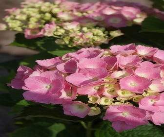 Hortensie rosa (Hydrangea 'Forever&Ever' pink)