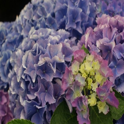 Hortensia (Hydrangea macrophylla 'Fripon')