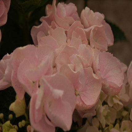 Hortensia (Hydrangea macr. Hovaria 'Hobella')