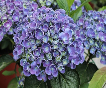 Hortensie (Hydrangea 'Hovaria Hopcorn Blue')