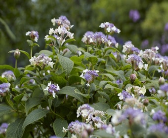 Hortensie (Hydrangea involucrata)