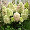 Federhortensie (Hydrangea paniculata 'Little Fresco')