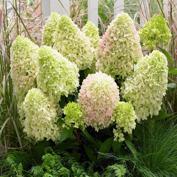 Pluimhortensia (Hydrangea paniculata 'Little Fresco')
