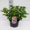 Rispenhortensia (Hydrangea paniculata 'Little Quick Fire')