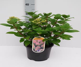 Rispenhortensia (Hydrangea paniculata 'Little Quick Fire')