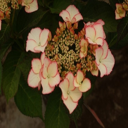 Hortensia (Hydrangea macr. Hovaria 'Love You Kiss')