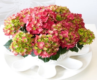 Hortensie (Hydrangea macrophylla 'Ningbo')
