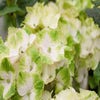 Hortensie (Hydrangea Magical Noblesse)