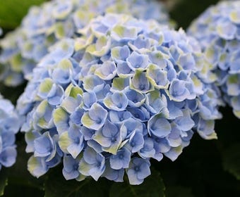 Hortensie (Hydrangea Magical Revolution Blue)