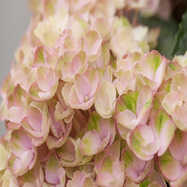 Hortensia (Hydrangea Magical Revolution Pink)