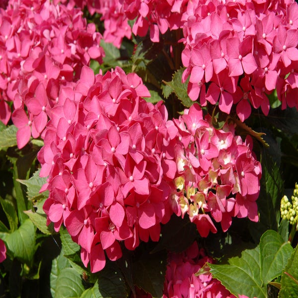 Hydrangea macrophylla 'Tovelit