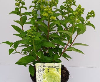Rispenhortensie (Hydrangea paniculata 'Magical Candle')