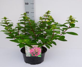 Rispenhortensie (Hydrangea paniculata 'Magical Fire')