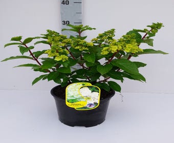 Rispenhortensie (Hydrangea paniculata 'Magical Mont Blanc')