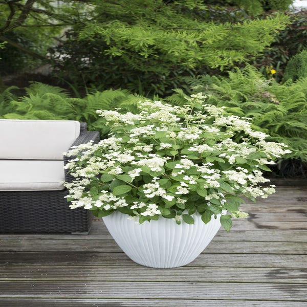 Hortensia (Hydrangea 'Prim White')