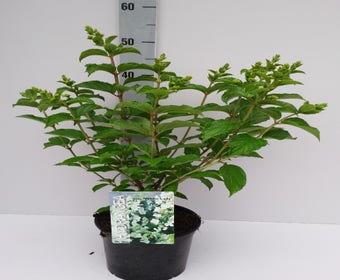 Federhortensie (Hydrangea paniculata 'White Lady')