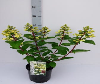 Rispenhortensie (Hydrangea paniculata 'Wim's Red')