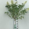 Federhortensie (Hydrangea paniculata 'Kyushu') auf Stamm