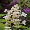 Rispenhortensie (Hydrangea paniculata 'Kyushu')