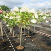 Federhortensie auf Stamm (Hydrangea paniculata 'Limelight' Stamm)
