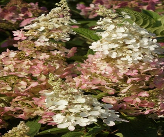 Federhortensie (Hydrangea paniculata 'Pinky Winky')