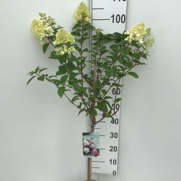 Federhortensie (Hydrangea paniculata 'Sundae Fraise') auf Stamm
