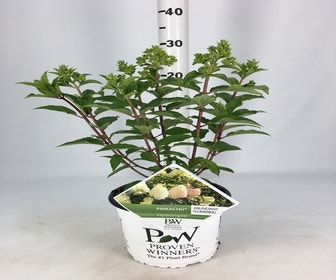 Federhortensie (Hydrangea paniculata 'Pinkachu')