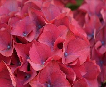 Hortensie (Hydrangea macrophylla 'Red Beauty Violet')