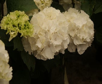 Hortensie (Hydrangea macrophylla 'Schneeball')