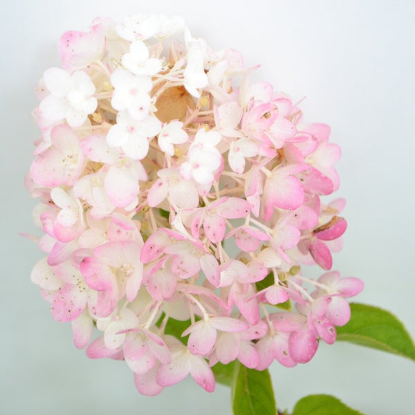 Pluimhortensia (Hydrangea paniculata 'Silver Dollar')
